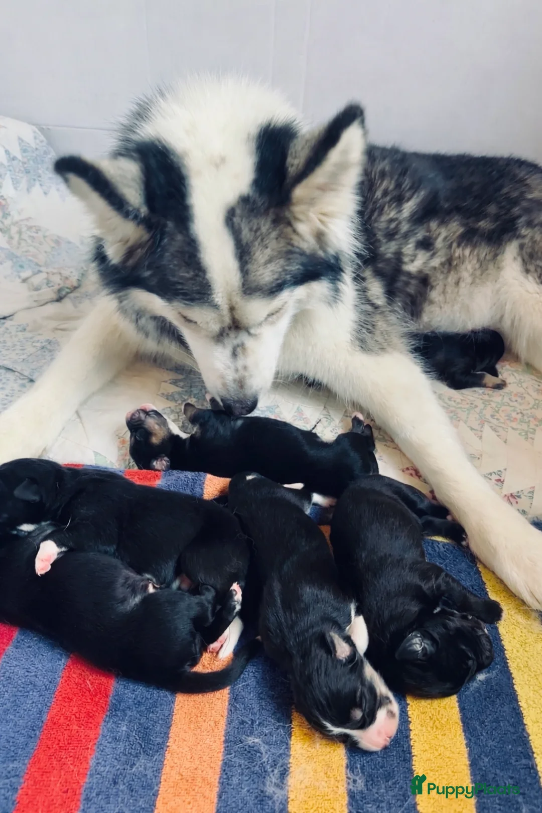 Kruising honden te koop: Lieve puppies te koop - Advertentie 1