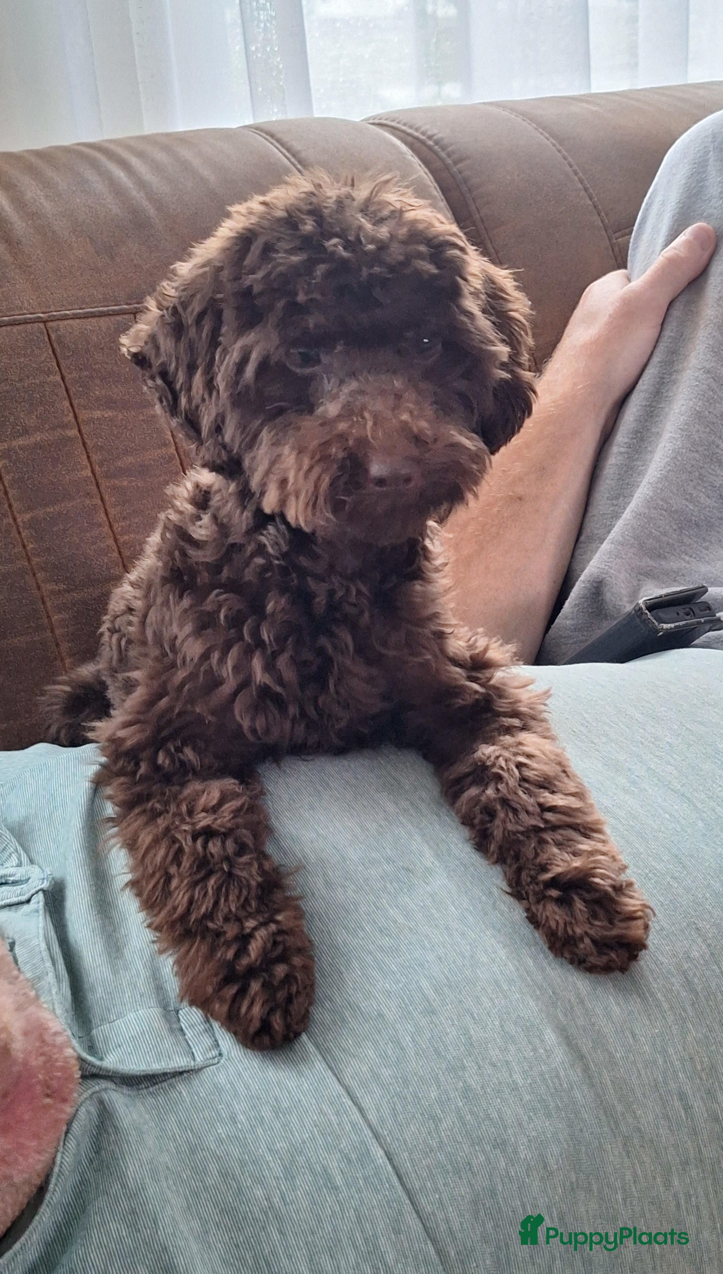 Dwergpoedel honden kleine dwergpoedel dekreu choco - Advertentie 2