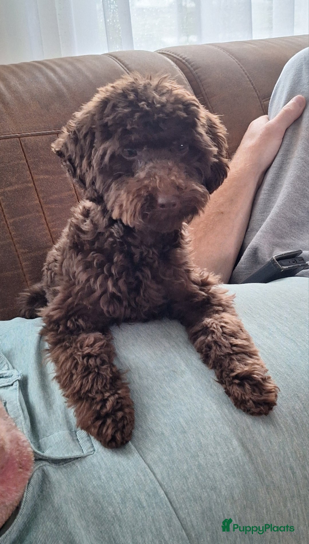 Dwergpoedel honden ter dekking: kleine dwergpoedel dekreu choco - Advertentie 2