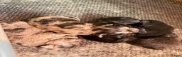 Kruising honden te koop: 🐾 4 Teddypoo pups geboren |ToyPoedelXTeddydog 🤎 - Advertentie 3