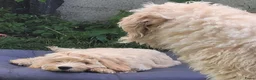 Australian Labradoodle honden te koop: Aust. Labradoodle – sociaal&hypoallergeen - Advertentie 7