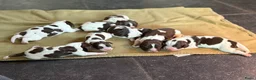 Engelse Springer Spaniel honden te koop: Engelse Springer Spaniël pups - Advertentie 7