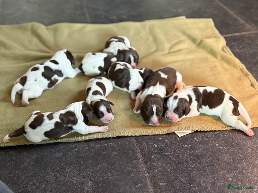 Engelse Springer Spaniel honden te koop: Engelse Springer Spaniël pups - Advertentie 7