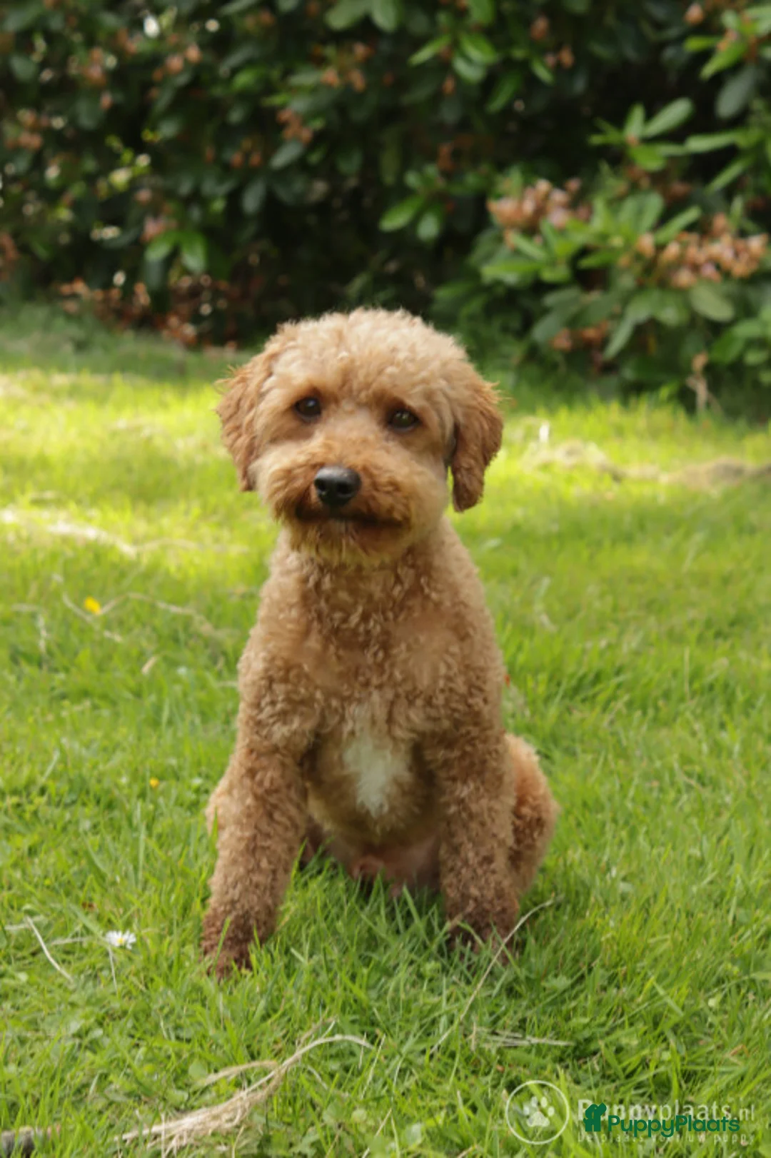 Poedel honden ter dekking: toy / dwergpoedel DEKreu abricot/rood in Budel - Advertentie 3