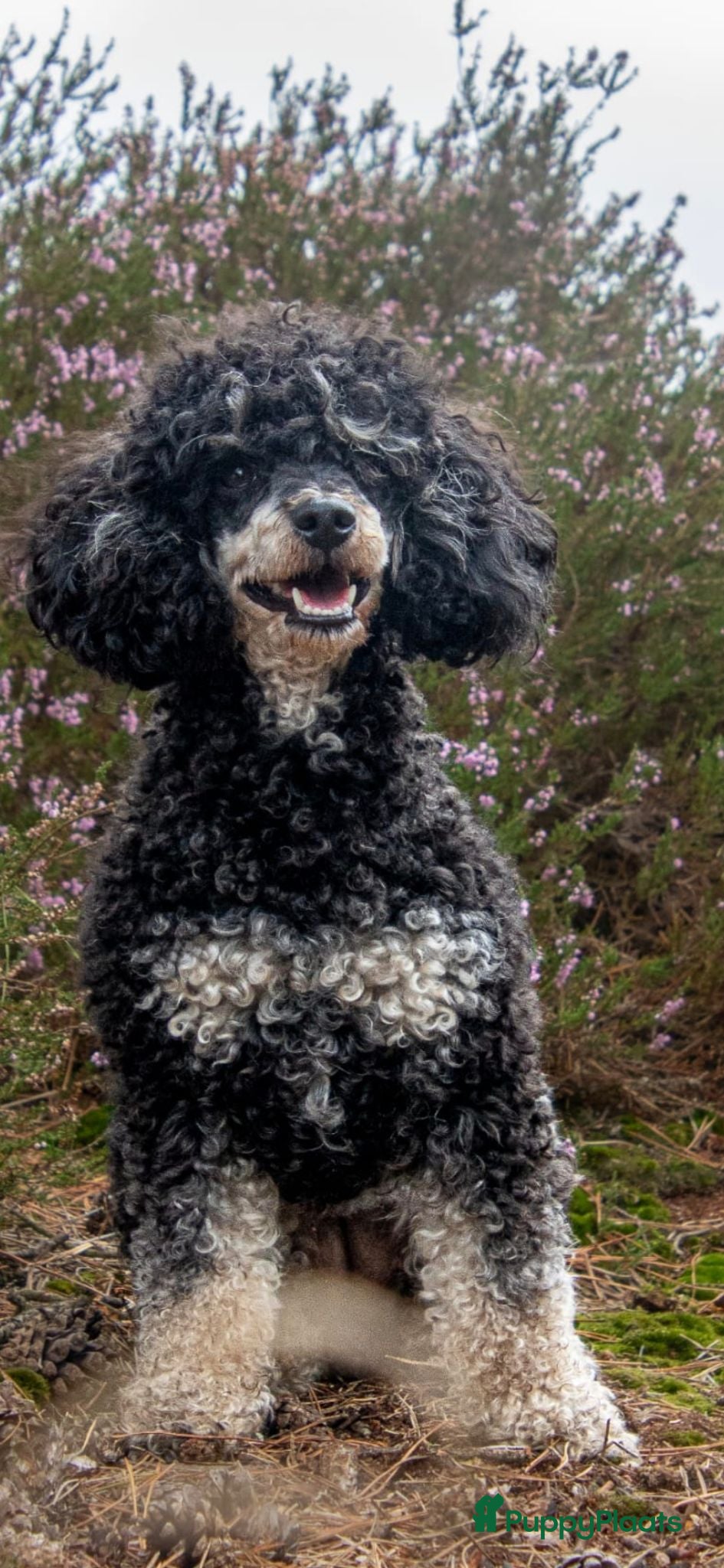 Dwergpoedel honden Nog 2 mooie dwergpoedel reutjes - Advertentie 1