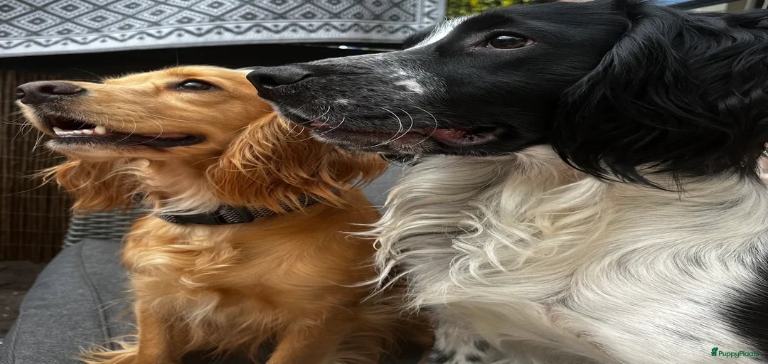 Galerij afbeelding {{count}}