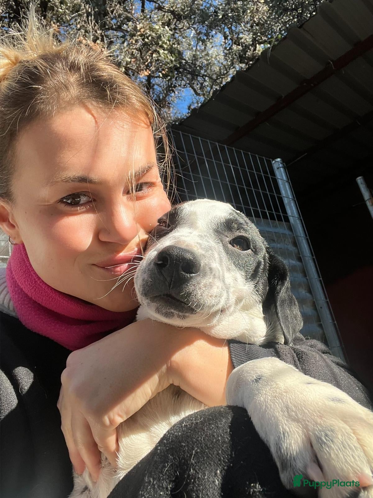 Kruising honden Gunter zoekt een  vriendje voor het leven  - Advertentie 2