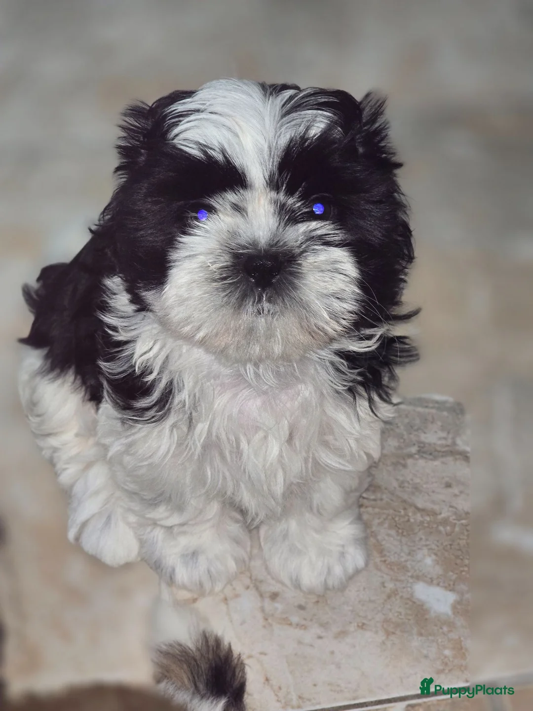 Shih Tzu honden te koop: Te koop raszuivere shih-tzu pup met fci stamboom  - Advertentie 2