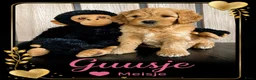 Australian Labradoodle honden te koop: Labradoodle Australian Multigen kleine medium pups in Epe - Advertentie 4