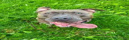 Kruising honden te koop: 5 puppers Red Nose Pitbull/American Bully - Advertentie 9