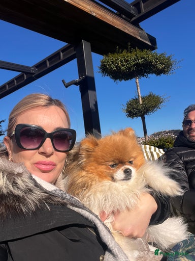 Galerij afbeelding {{count}}