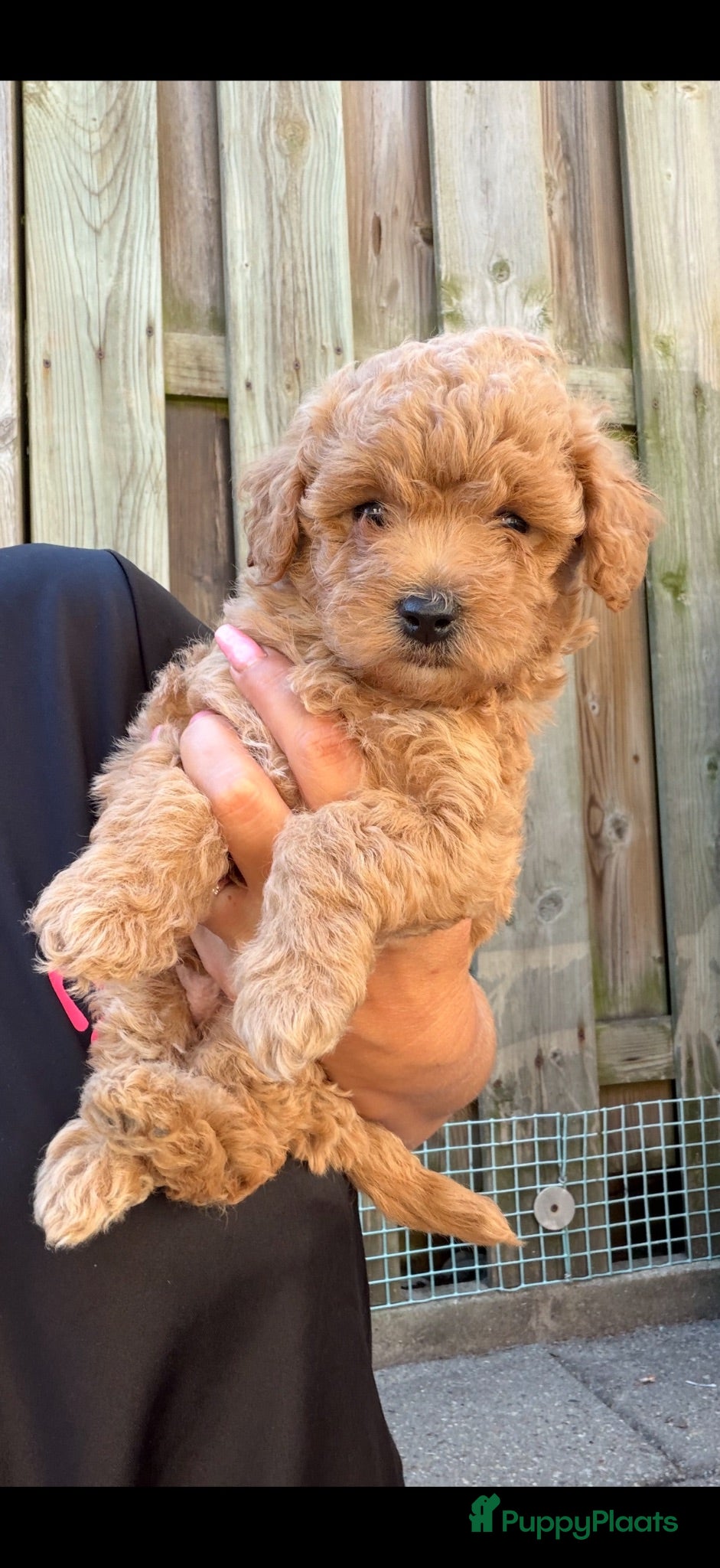 Australian Labradoodle honden Mini Labradoodle  - Advertentie 2