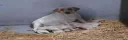 Labrador Retriever honden te koop: Labrador pups blond raszuiver  - Advertentie 3