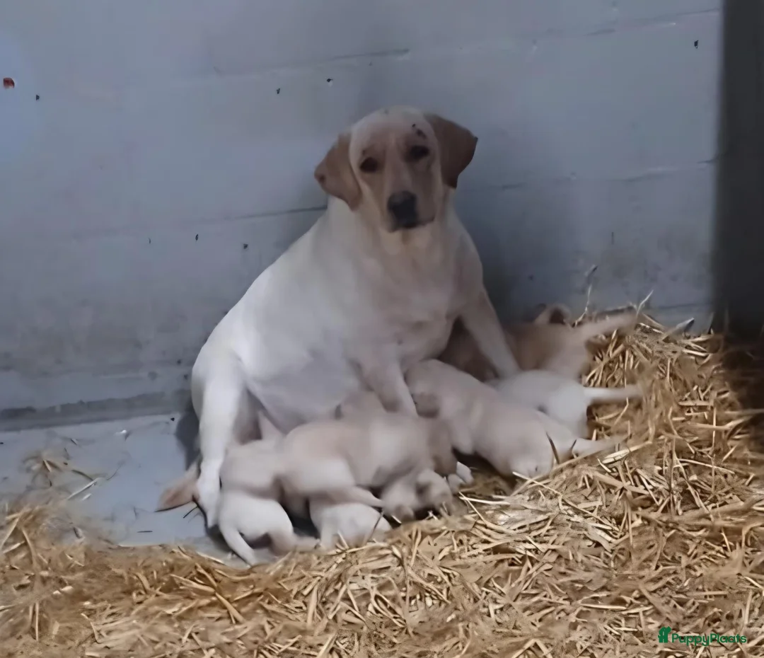 Labrador Retriever honden te koop: Labrador pups blond raszuiver  - Advertentie 3
