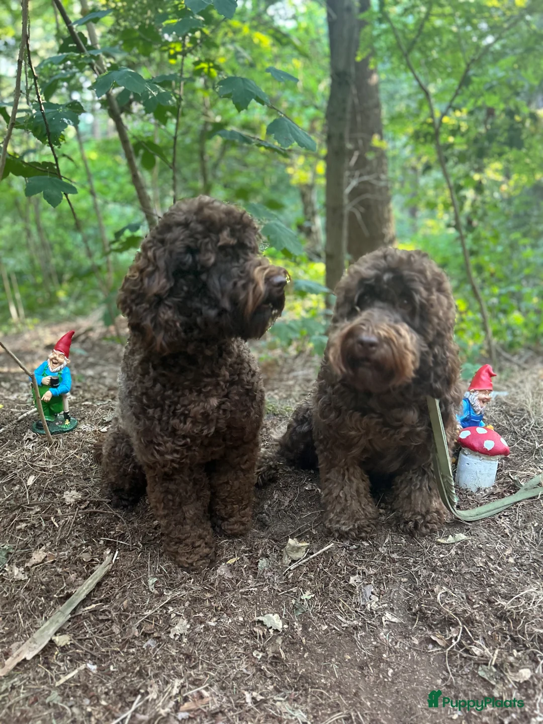 Australian Labradoodle honden te koop: Lief Medium Australian Labradoodle reutje - Advertentie 2