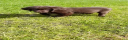 Kruising honden te koop: Kruising pup Bencie!! - Advertentie 4