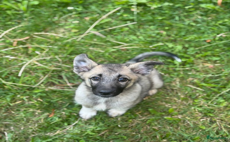 Keeshond honden - Advertentie 1