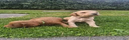 Labradoodle honden te koop: Labradoodle pups  - Advertentie 1