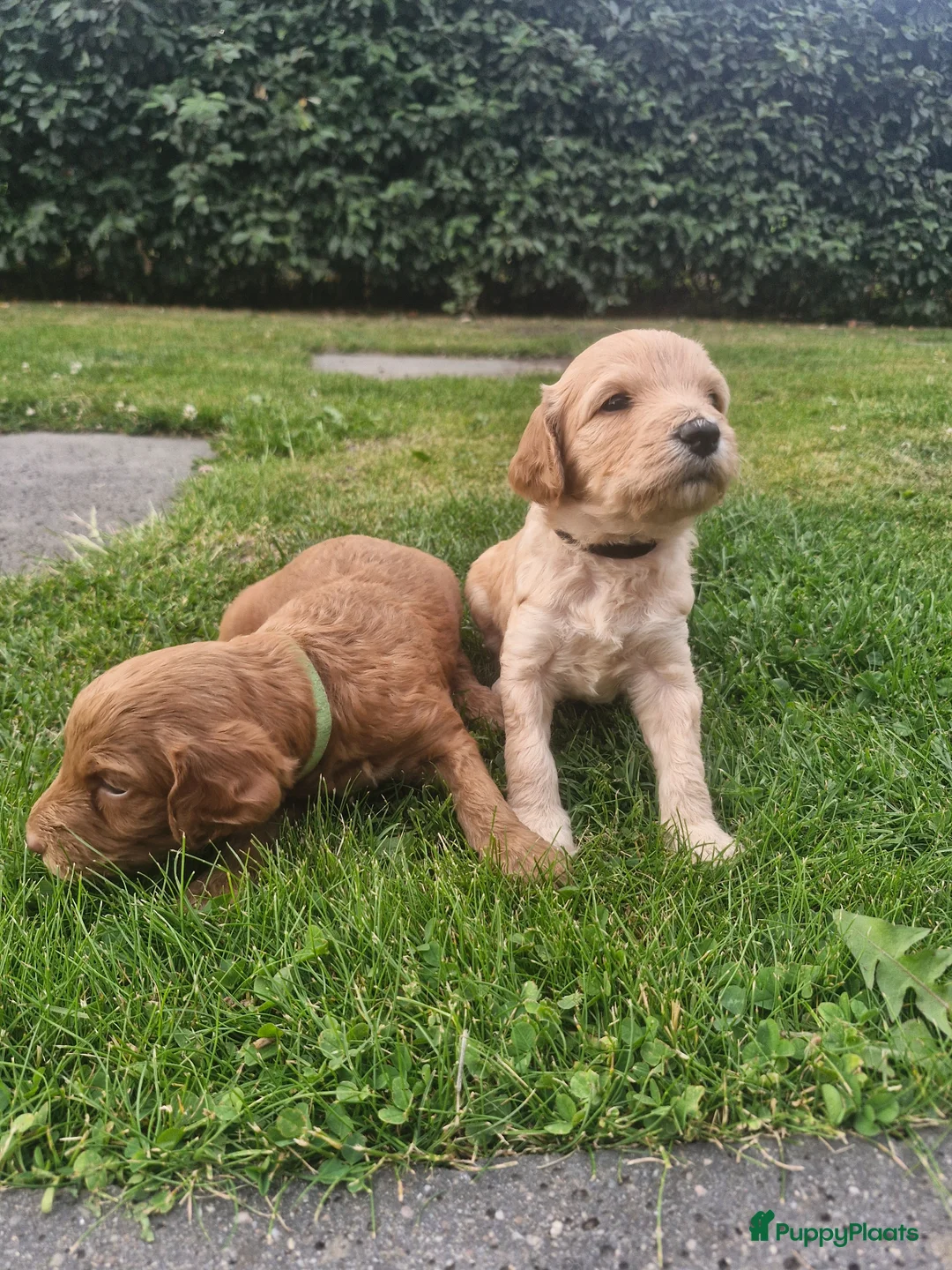 Labradoodle honden te koop: Labradoodle pups  - Advertentie 1