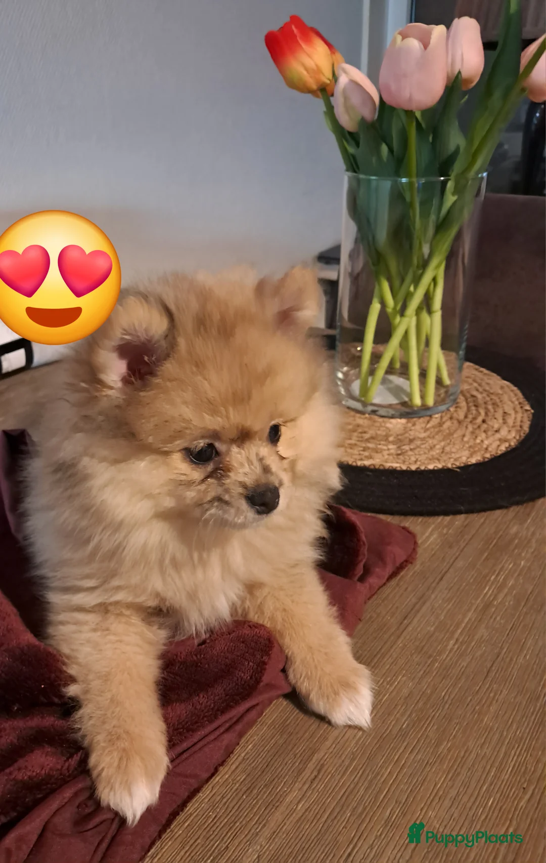 Pomeriaan honden te koop: Pomeriaan pups  - Advertentie 3