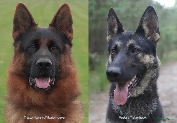 Duitse Herder honden Topkwaliteit Duitse Herder Pups - Advertentie 7