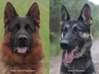 Duitse Herder honden Prachtige Duitse Herder Pups Uitstekende Stamboom! - Advertentie 13