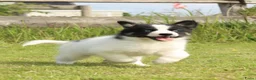Kruising honden te koop: Prachtige dutch Laika's  - Advertentie 15