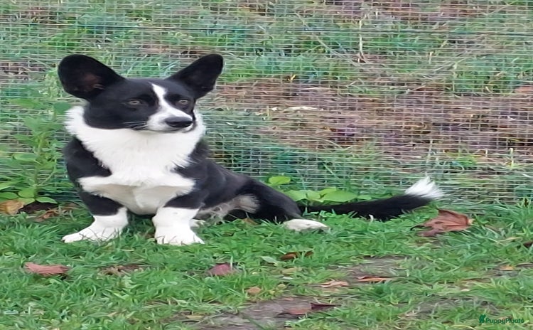 Welsh Corgi Cardigan honden - Advertentie 2