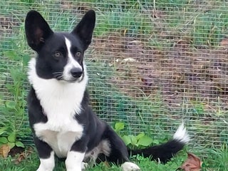 Welsh Corgi Cardigan honden - Advertentie 16