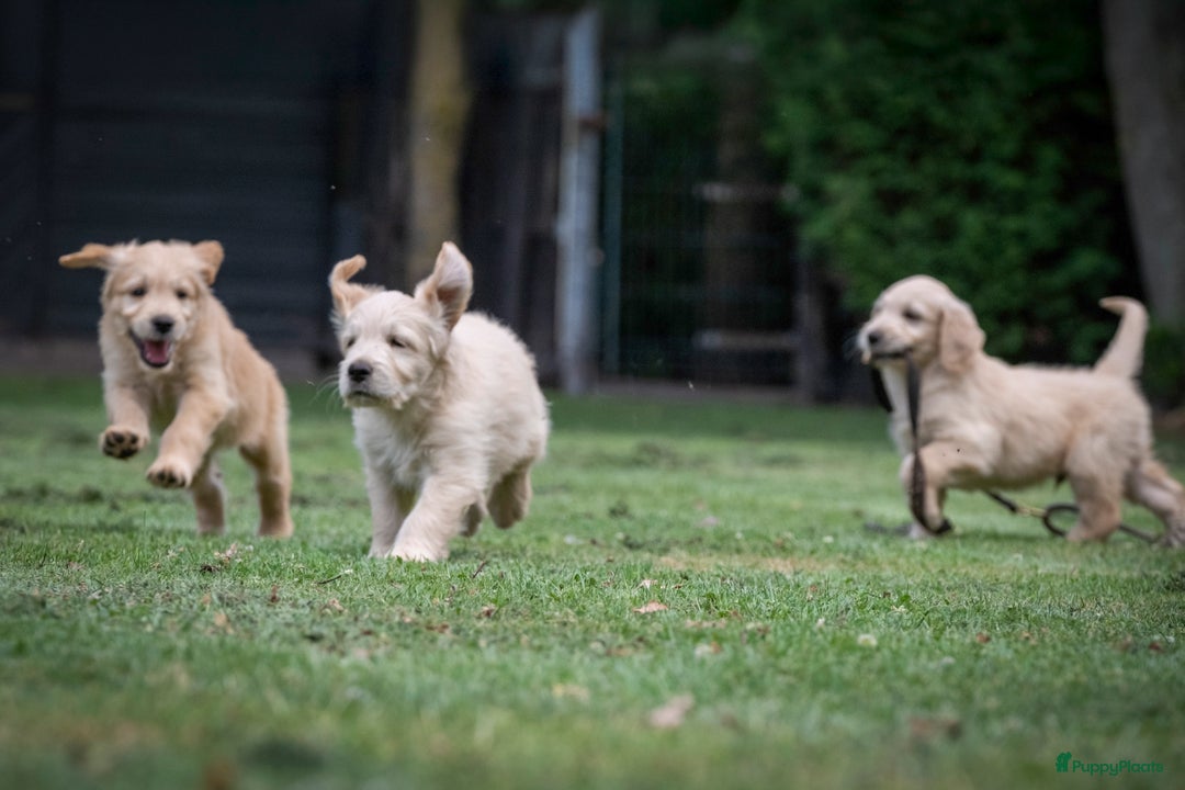 Goldendoodle honden te koop: F1 Goldendoodle pups - Afbeelding 3