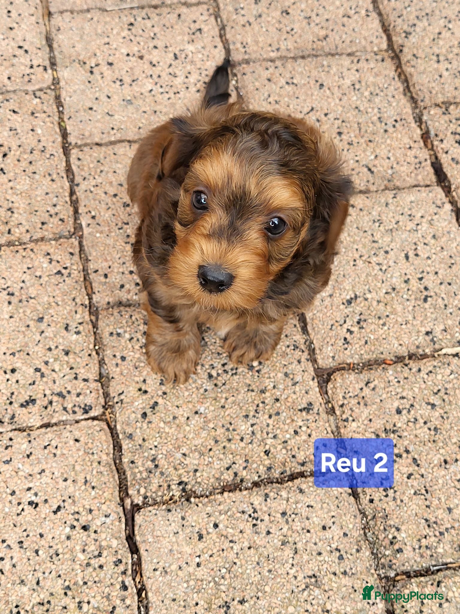 Kruising honden Havapoo pups - Advertentie 2