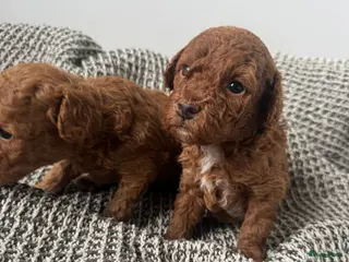 Poedel Toy honden Toy poedel pups geboren - Advertentie 7