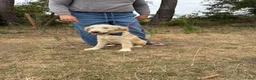 Kruising honden te koop: Mooie goldendodles! - Advertentie 6