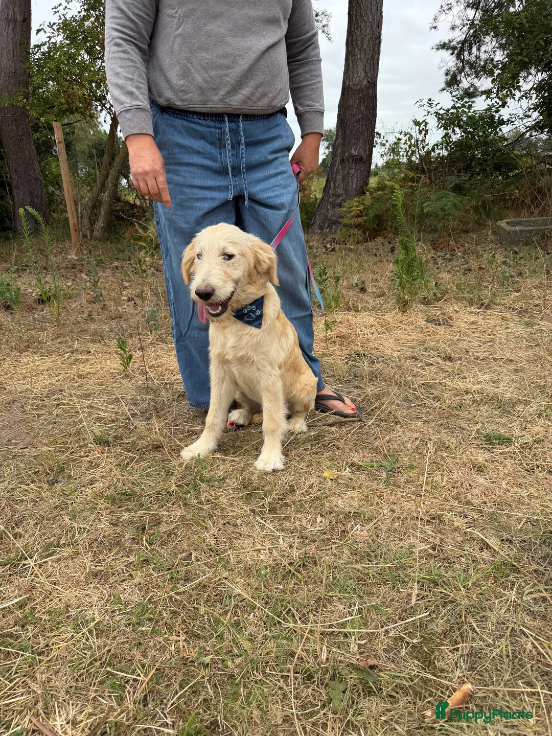 Kruising honden te koop: Mooie goldendodles! - Advertentie 6