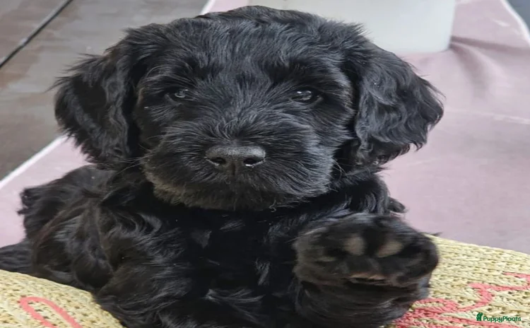 Kruising honden - Advertentie 2