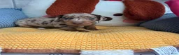 Dwergteckel honden te koop: Dwergteckel pups - Advertentie 4