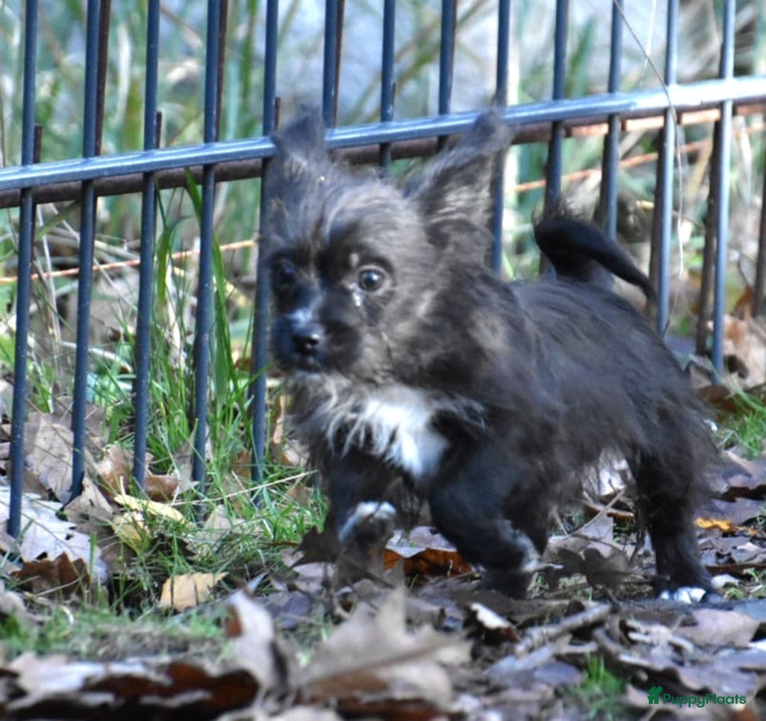 Boomer honden te koop: Super leuke zeer vrije Boomer pups - Advertentie 7