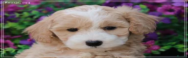 Maltipoo Puppy 1