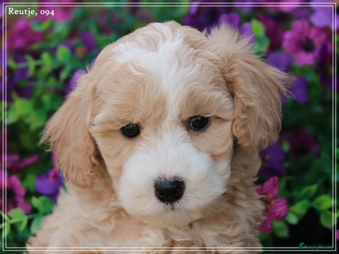 Maltipoo honden te koop: Knappe maltipoo pups. - Advertentie 2