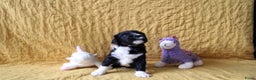 Barbet honden te koop: Barbet puppy’s geboren - Advertentie 9