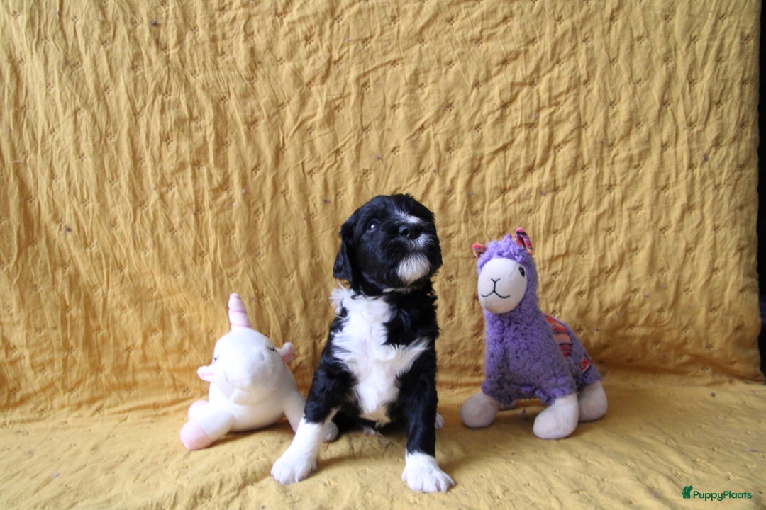 Barbet honden te koop: Barbet puppy’s geboren - Advertentie 9