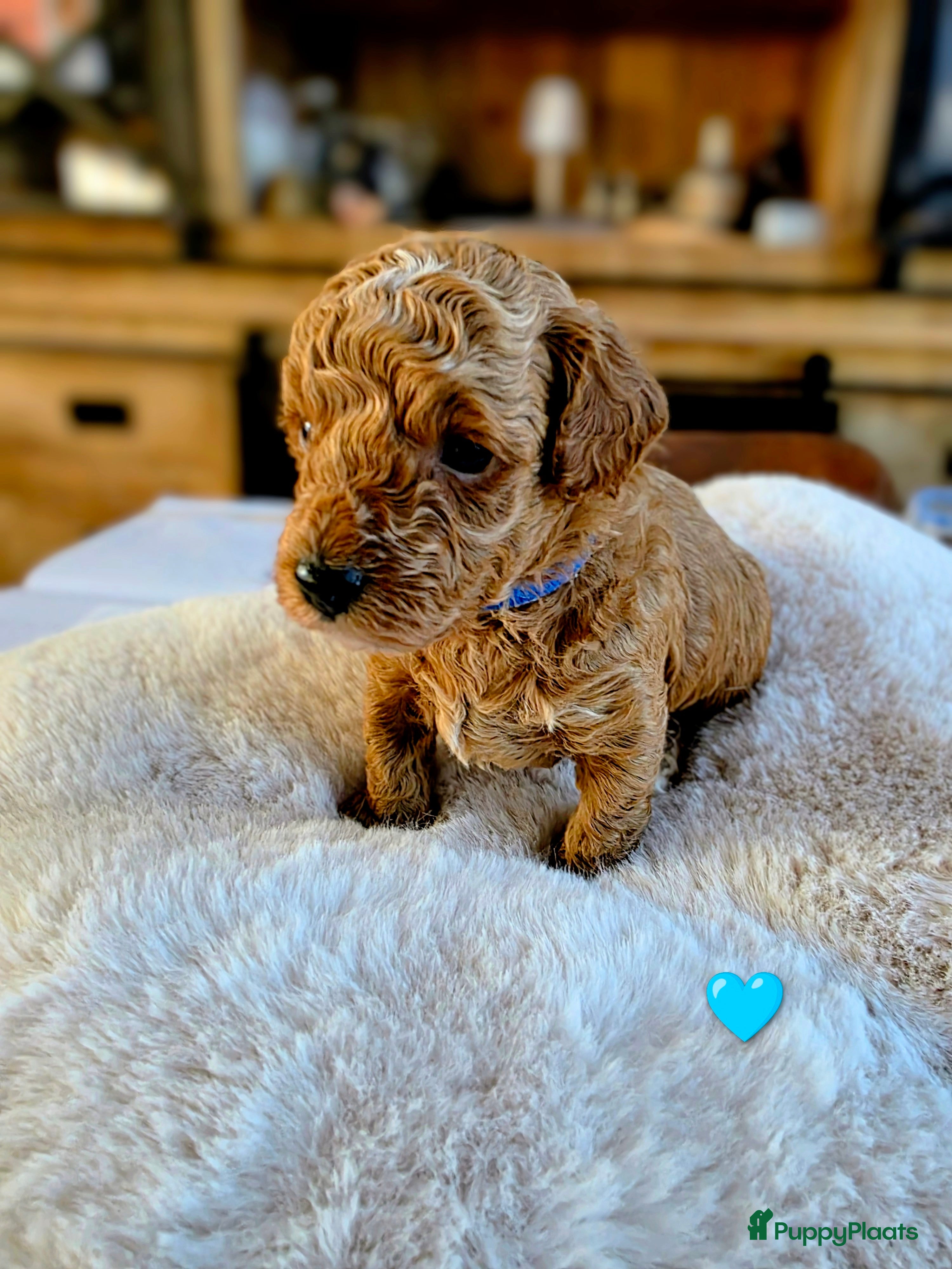 Poedel honden Xenna is 9-12-2026 bevallen van 4 mooie puppy's  - Advertentie 1