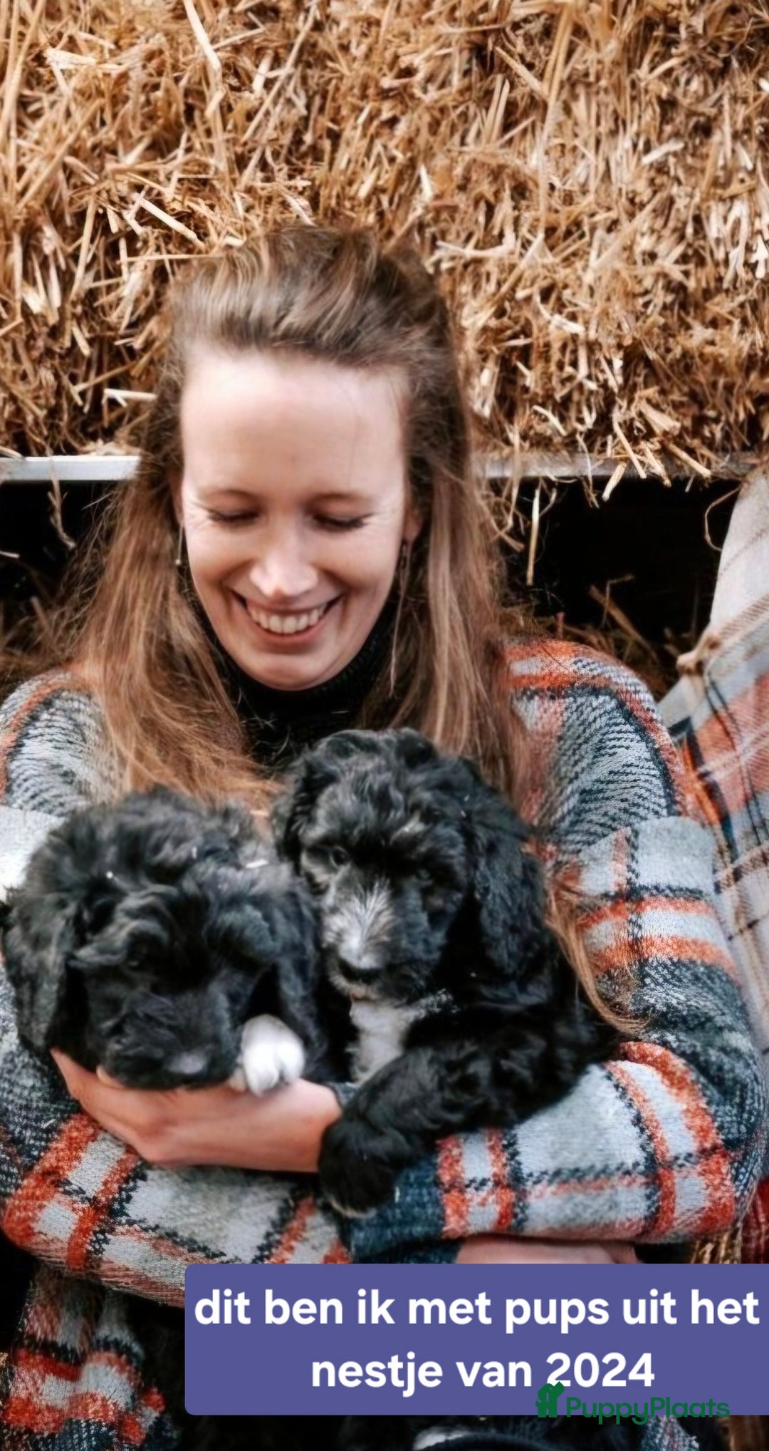 Kruising honden te koop: Bordoodle pups (F1) te koop! - Advertentie 3