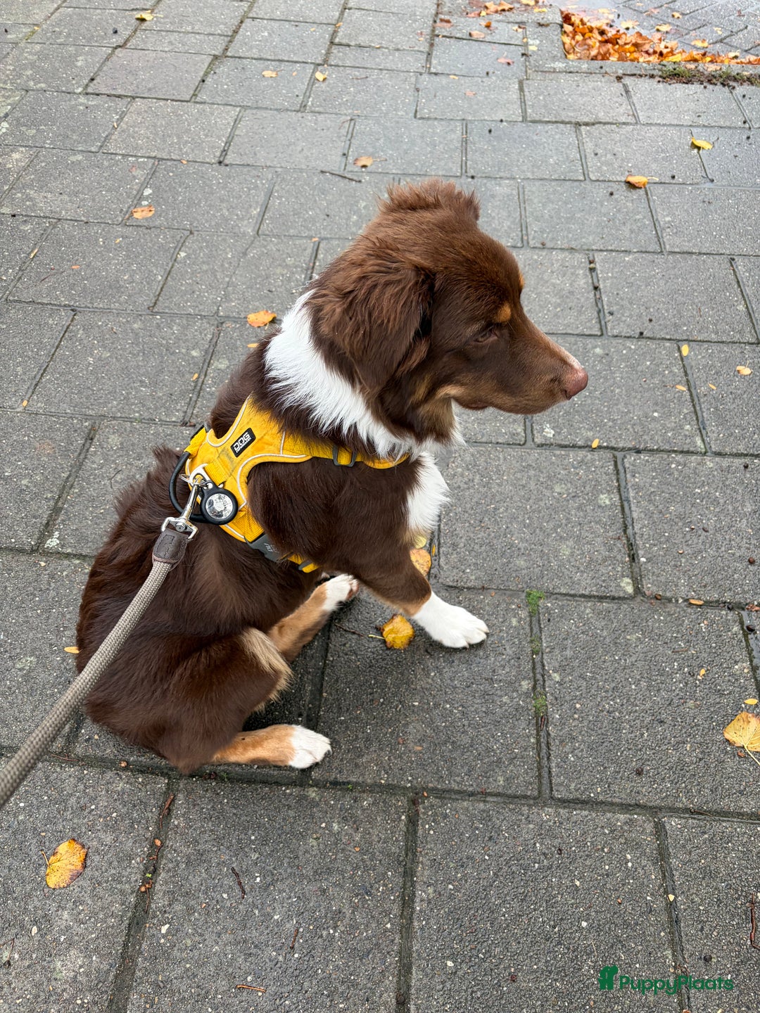 Australian Shepherd honden te koop: Australian Shepherd Bobbi - Advertentie 11