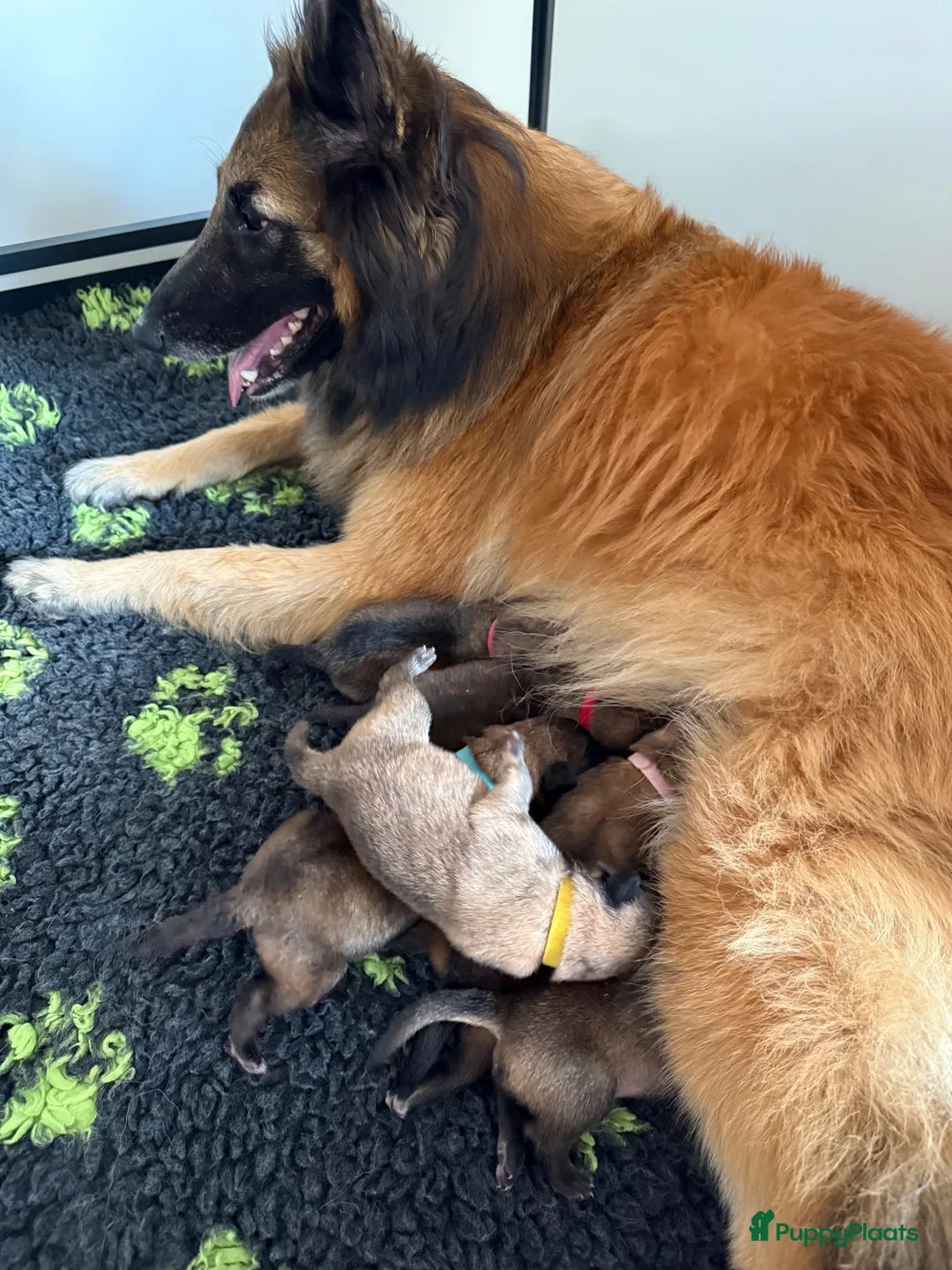 Tervuerense Herder honden te koop: Belgische Tervuerense herder puppy's te koop  - Advertentie 8