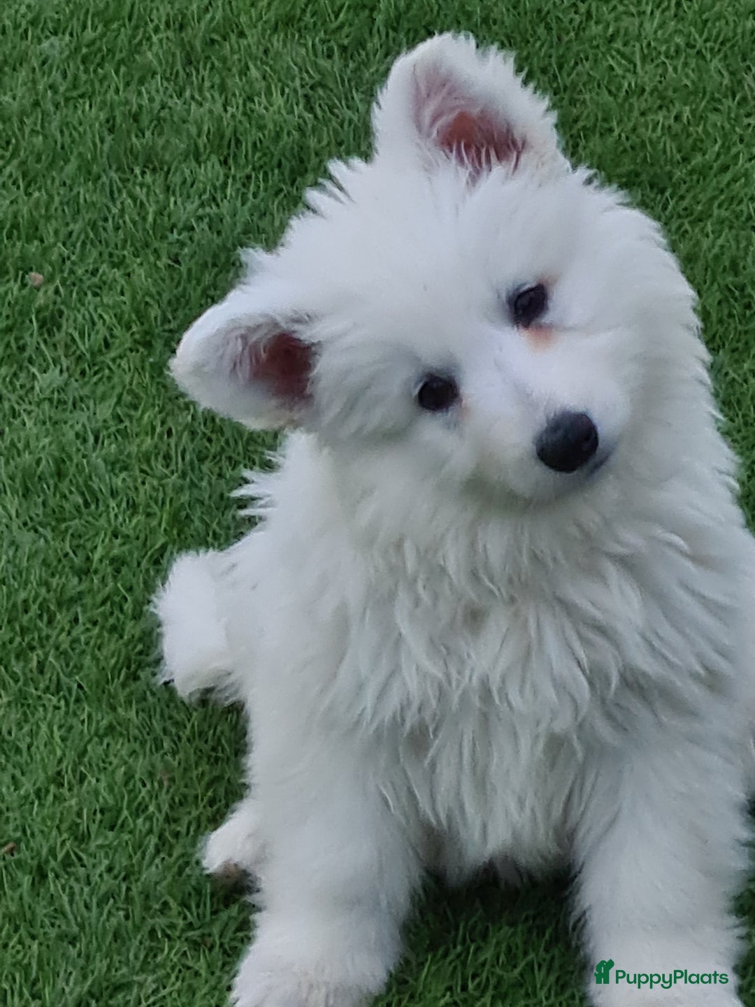 Zwitserse Witte Herdershond honden te koop: super mooie goed gesocialiseerd witte herder pups  - Afbeelding 9