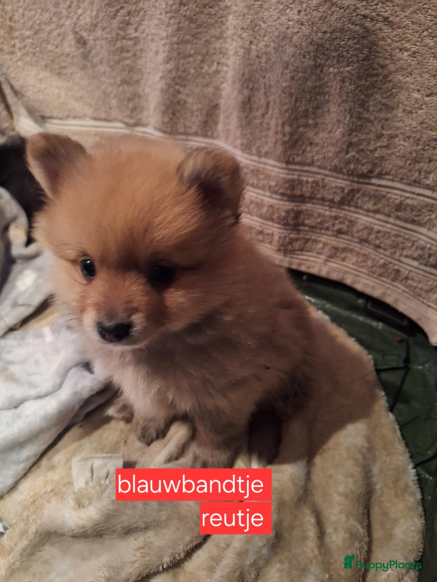 Pomeriaan honden Mooie pomeriaan  - Advertentie 1