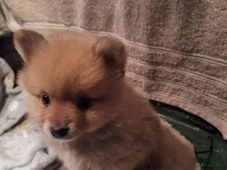 Pomeriaan honden Mooie pomeriaan - Advertentie 1