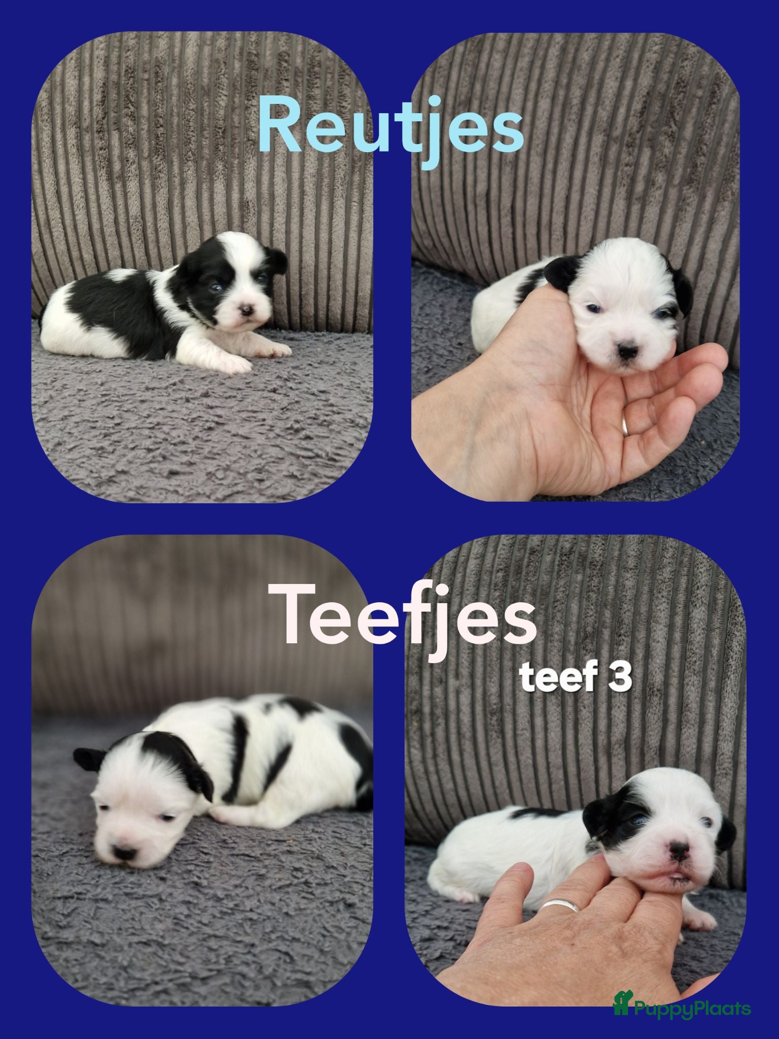 Kruising honden Maltezer shih tzu/ maltezer - Advertentie 5