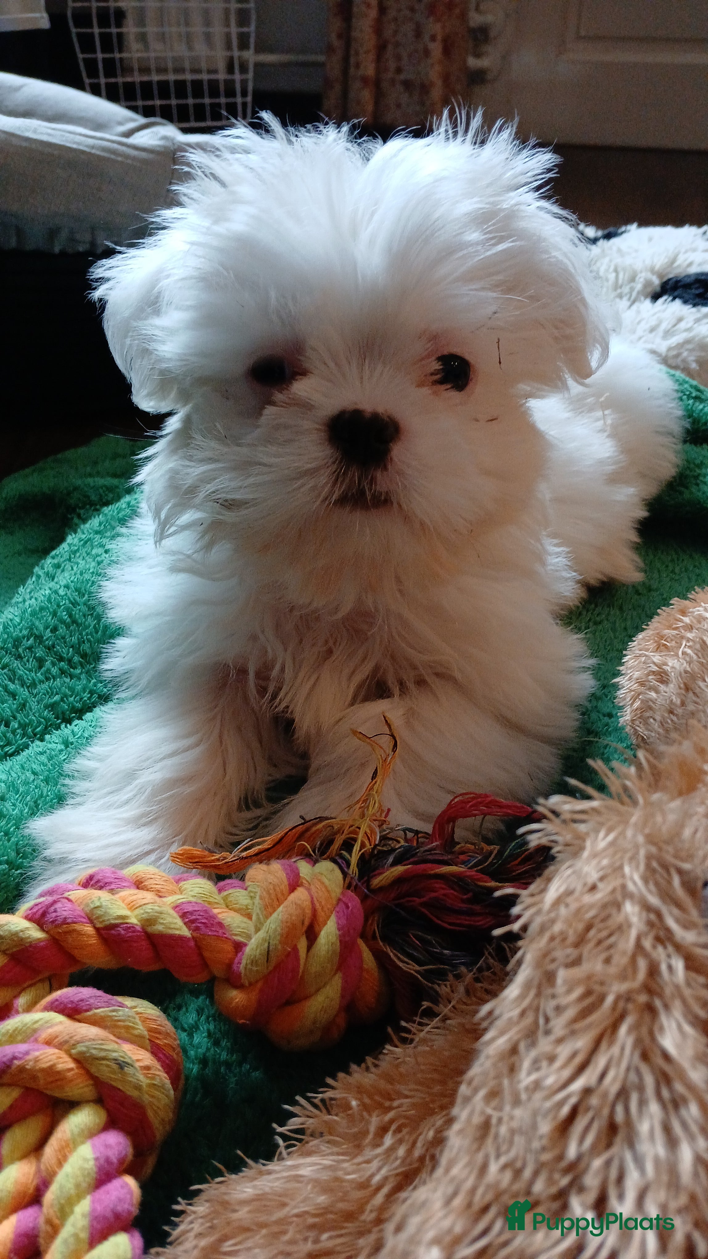 Malshi honden Shih Tzu/Maltezer kruising – teefje met paspoort - Advertentie 1